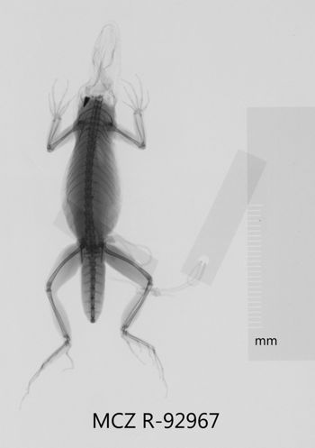 Media type: image;   Herpetology R-92967 Aspect: dorsoventral x-ray